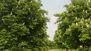 Une route de campagne bordée d’une végétation luxuriante et d’arbres aux fleurs blanches.