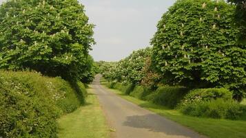 A rural road flanked by dense green hedges and trees.