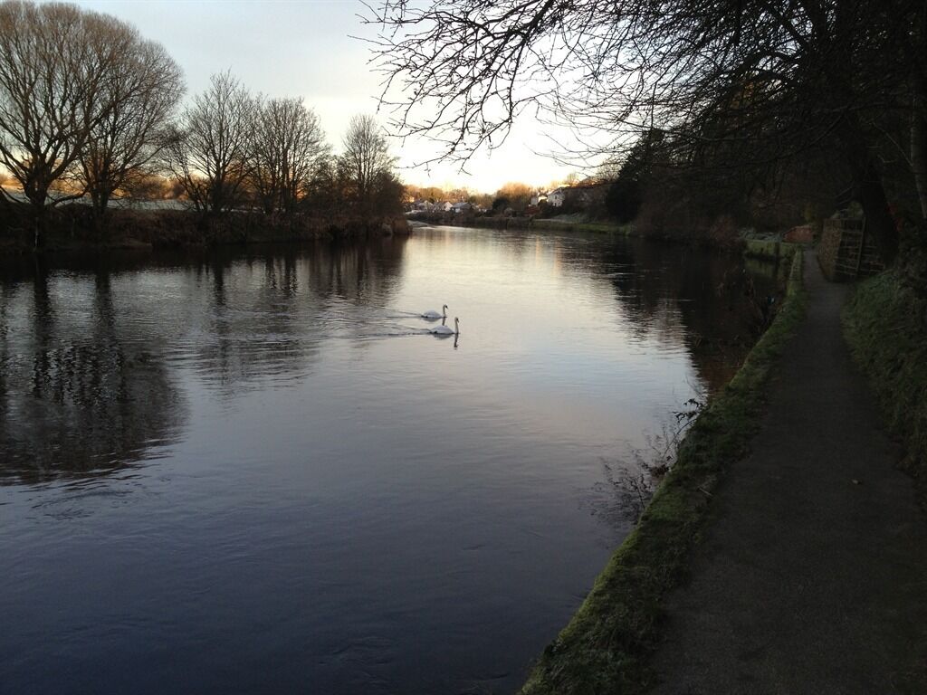 A calm river with a swan swimming, surrounded by trees and a path on the right.