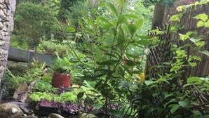 A garden with a stone wall, various plants, and a wooden fence.