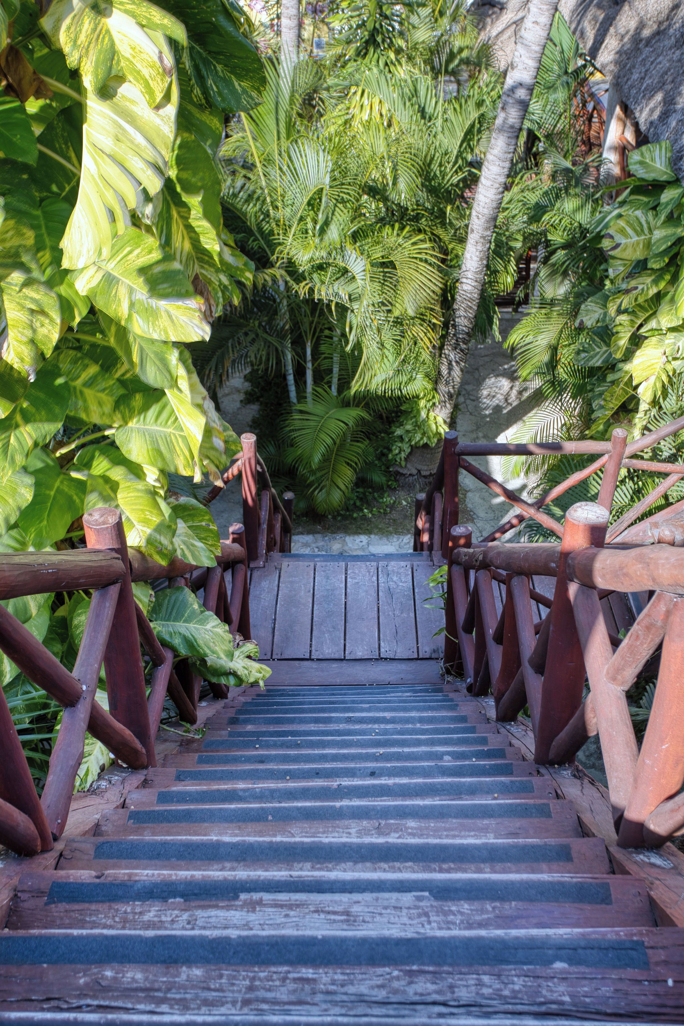 A wooden staircase leading down surrounded by lush tropical foliage.
