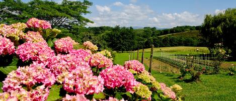 Jardim