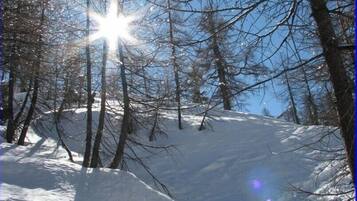 Uma floresta coberta de neve, com árvores desnudas e céu claro.