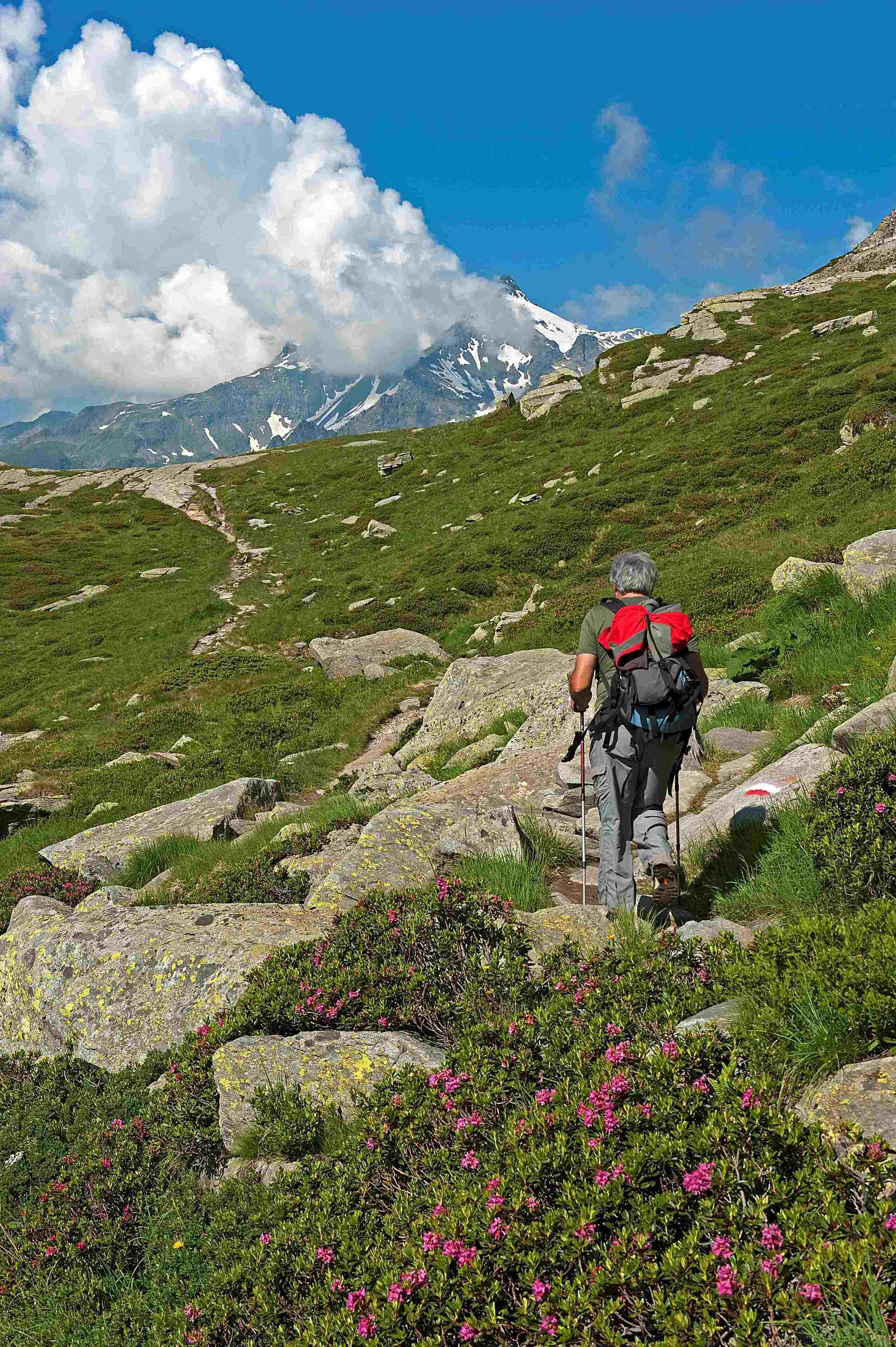 A hiker with a backpack on a rocky trail with green grass and pink flowers, leading to a mountain with snow-capped peaks under a blue sky.