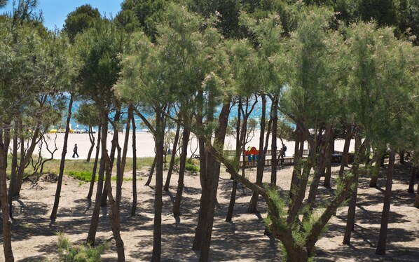 A beach area with pine trees and a sandy path.