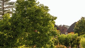 A lush garden with a variety of plants and a well-maintained lawn. - Schöngarten Garni (Lindau)