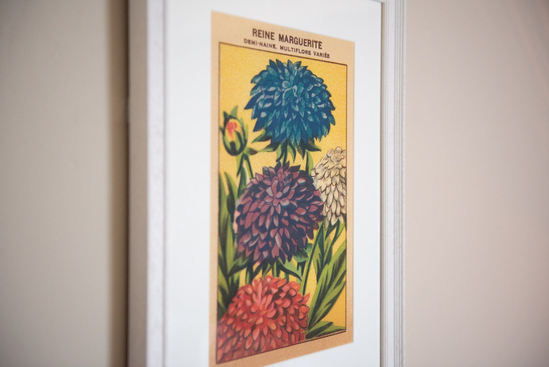 Una ilustración botánica enmarco de flores.