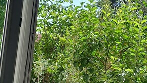 A view of a lush garden with various green plants and trees, visible through a window with a white frame and black trim. - Albion Hotel (Golem)