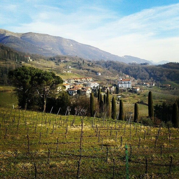 Viñedos con hileras de vides y un pequeño pueblo al fondo.