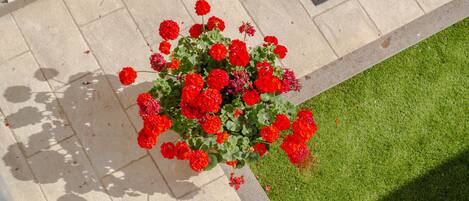 A garden with red flowers and a small patch of green grass.
