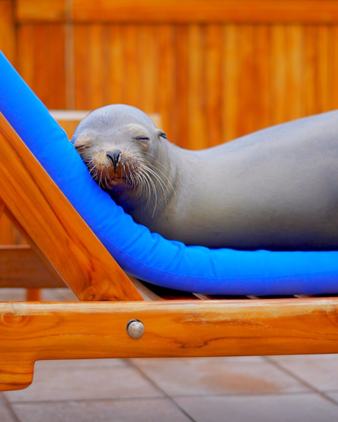 A seal lying on a blue cushion in a wooden chair.
