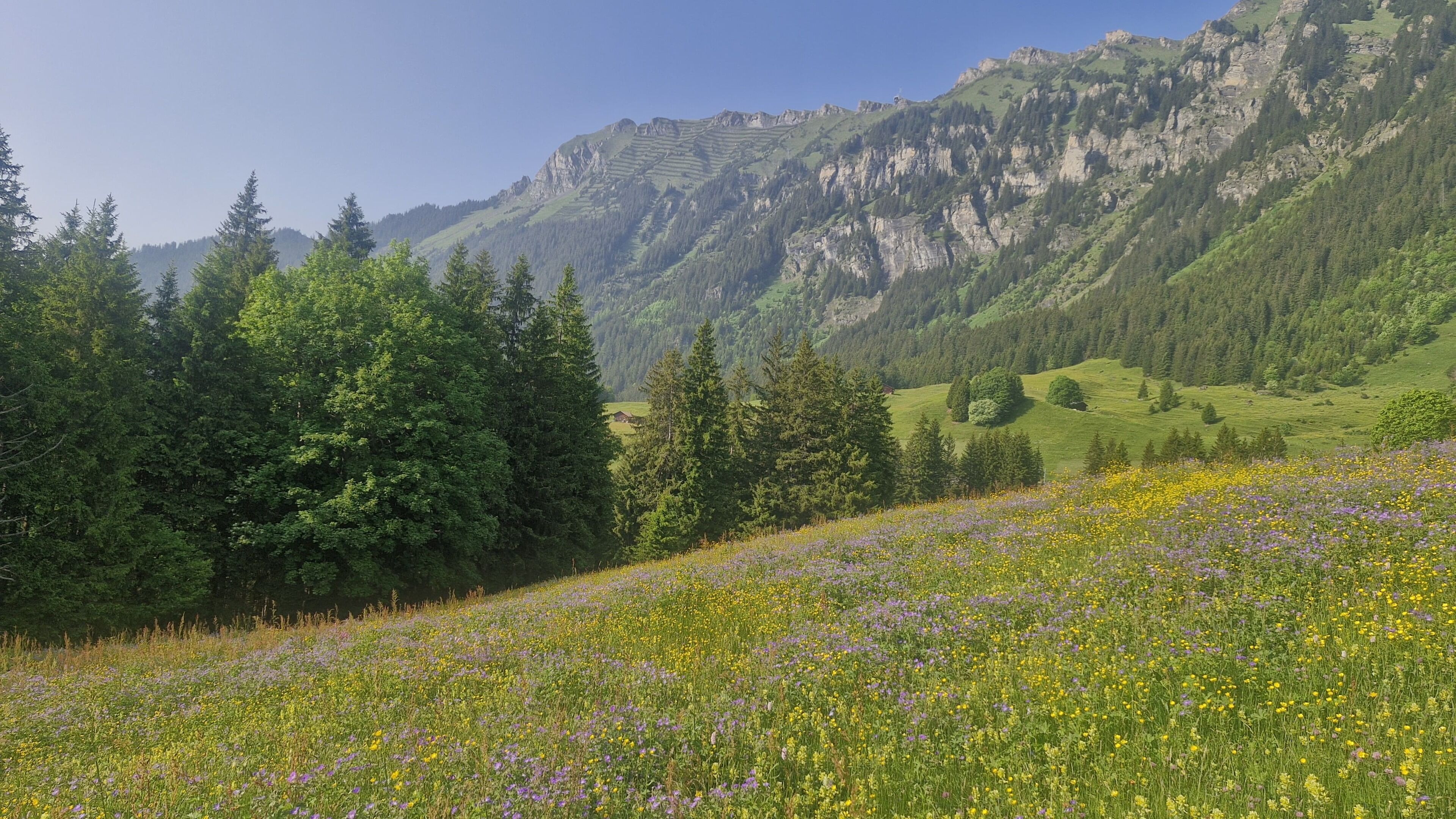 A mountainous landscape with a meadow of wildflowers and dense forest.
