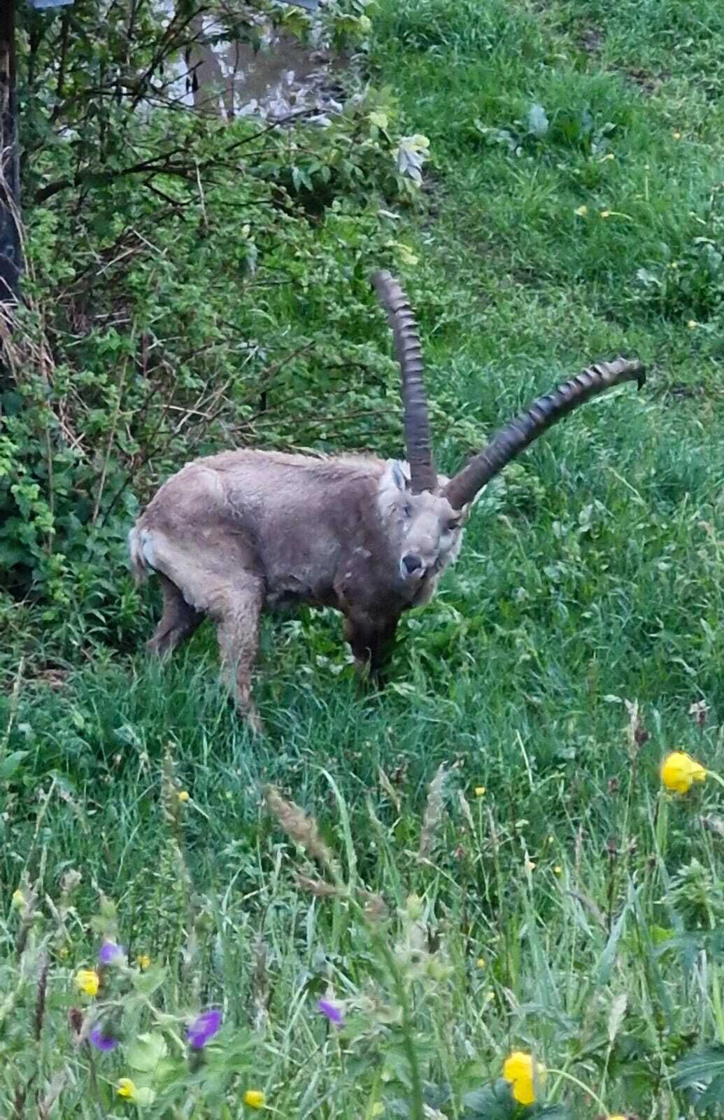 A wild animal in a natural setting with dense vegetation and flowers.