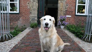Un golden retriever est assis sur un chemin pavé de briques devant un bâtiment en briques, doté d’une porte verte et d’éléments décoratifs en fer forgé.