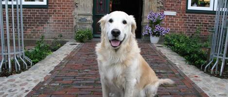 A golden retriever sitting on a brick pathway in front of a brick building with a green door and decorative ironwork.