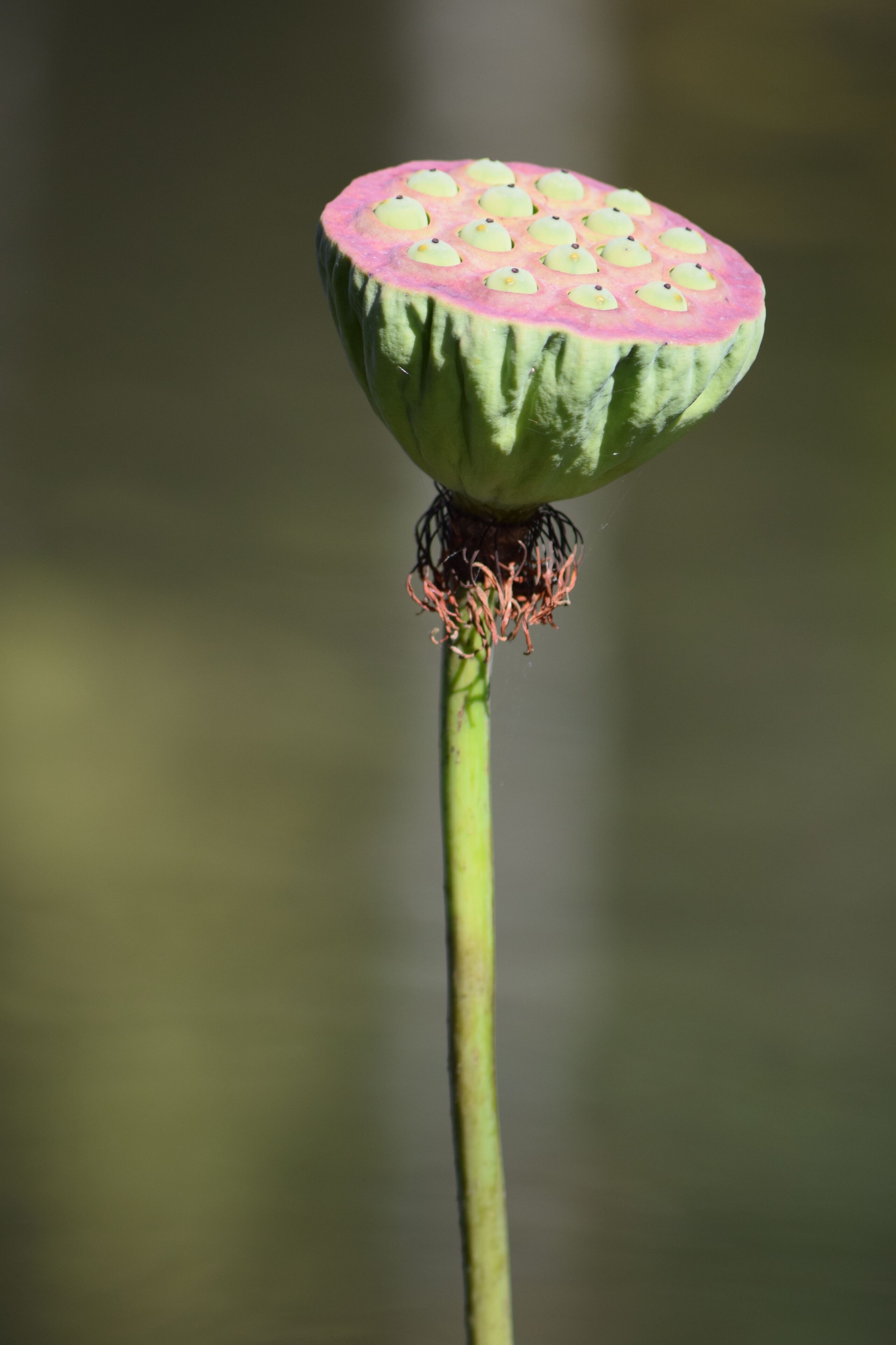 Une seule fleur de lotus, avec un cœur rose et des pétales verts, fixée à une tige verte.