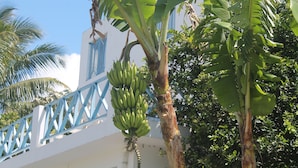 A building with a white exterior and blue accents, surrounded by lush greenery including banana trees. - Auberge Miko (Grand-Baie)