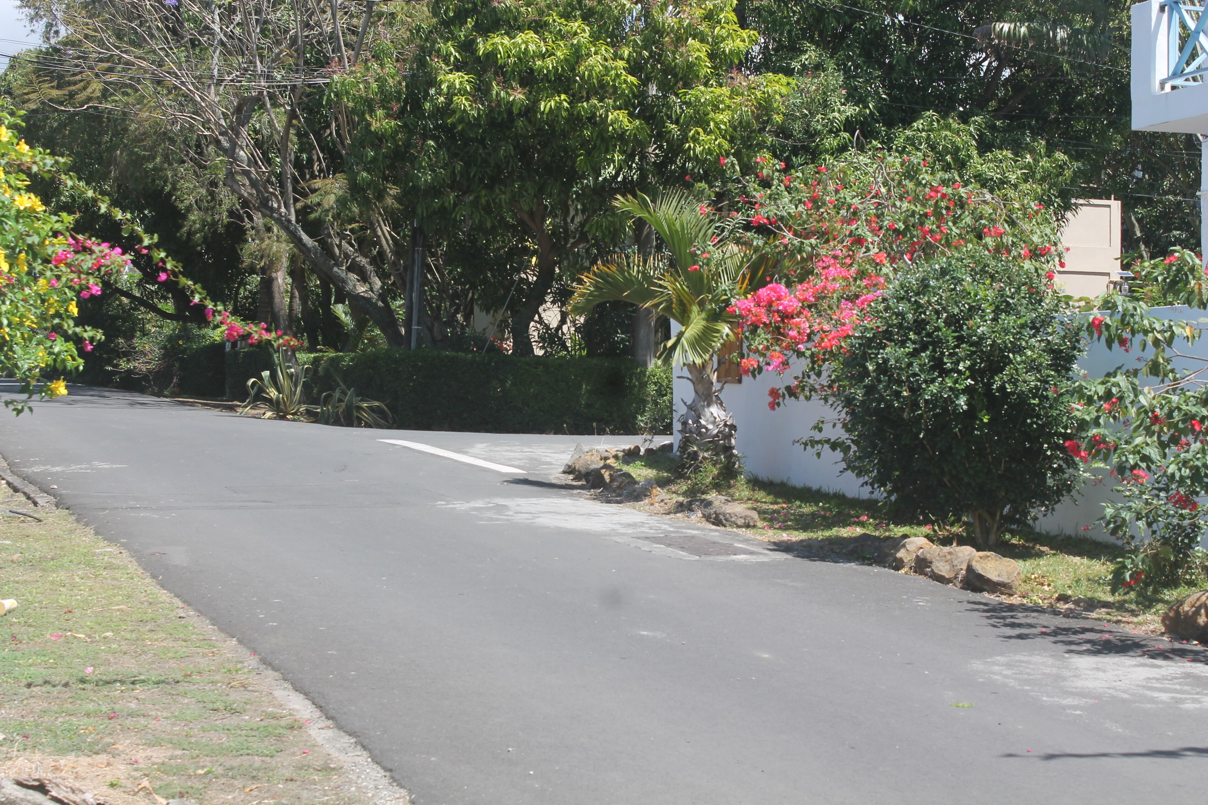 A quiet residential street with a white wall and flowering bushes.