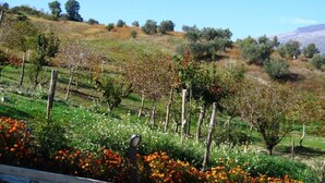 A vineyard with rows of grapevines and a fence. - Masseria Santa Lucia (Agnone)