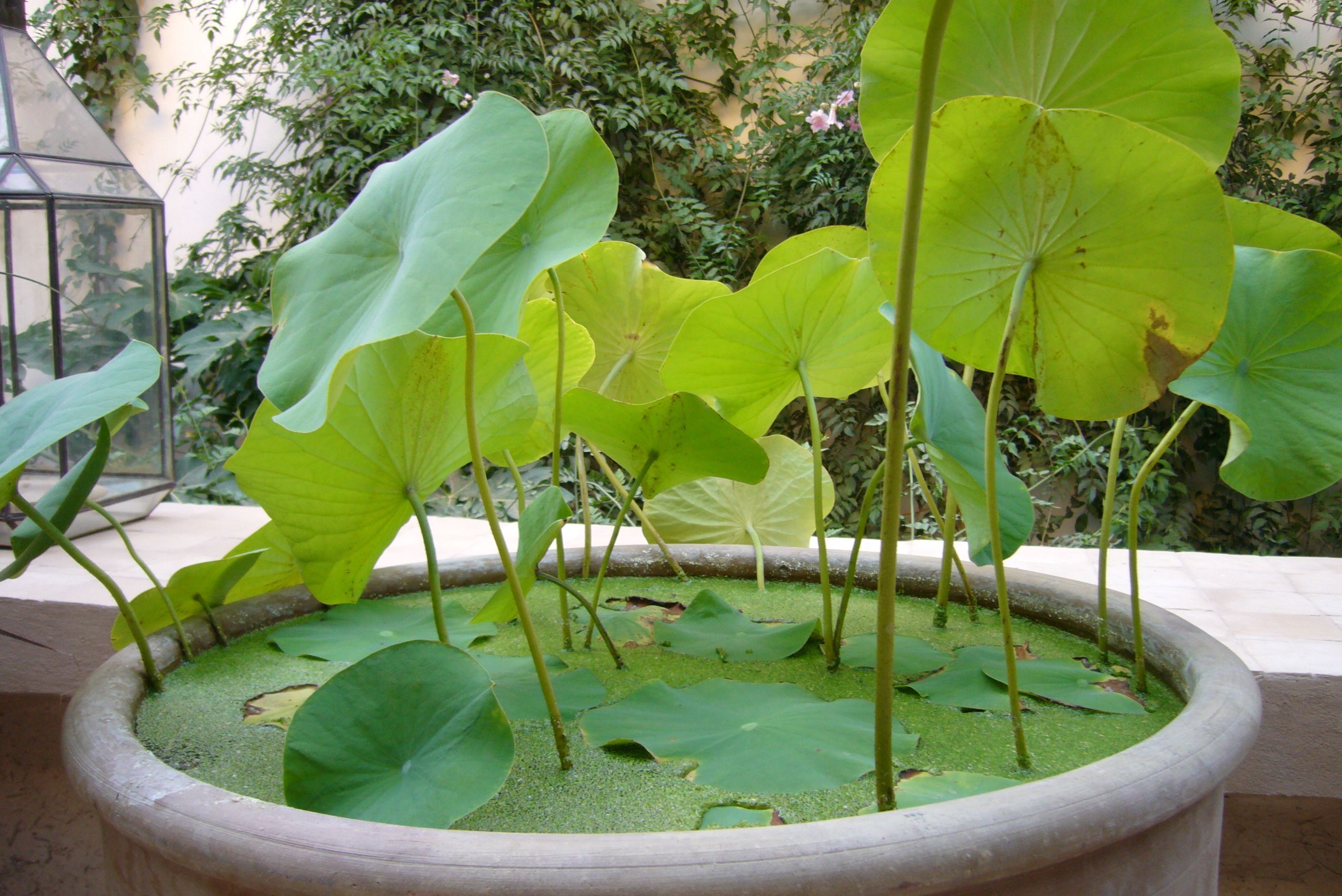 A potted plant with large green leaves in a stone planter.