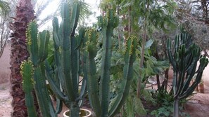 Property grounds - DarZahia (Taroudant)