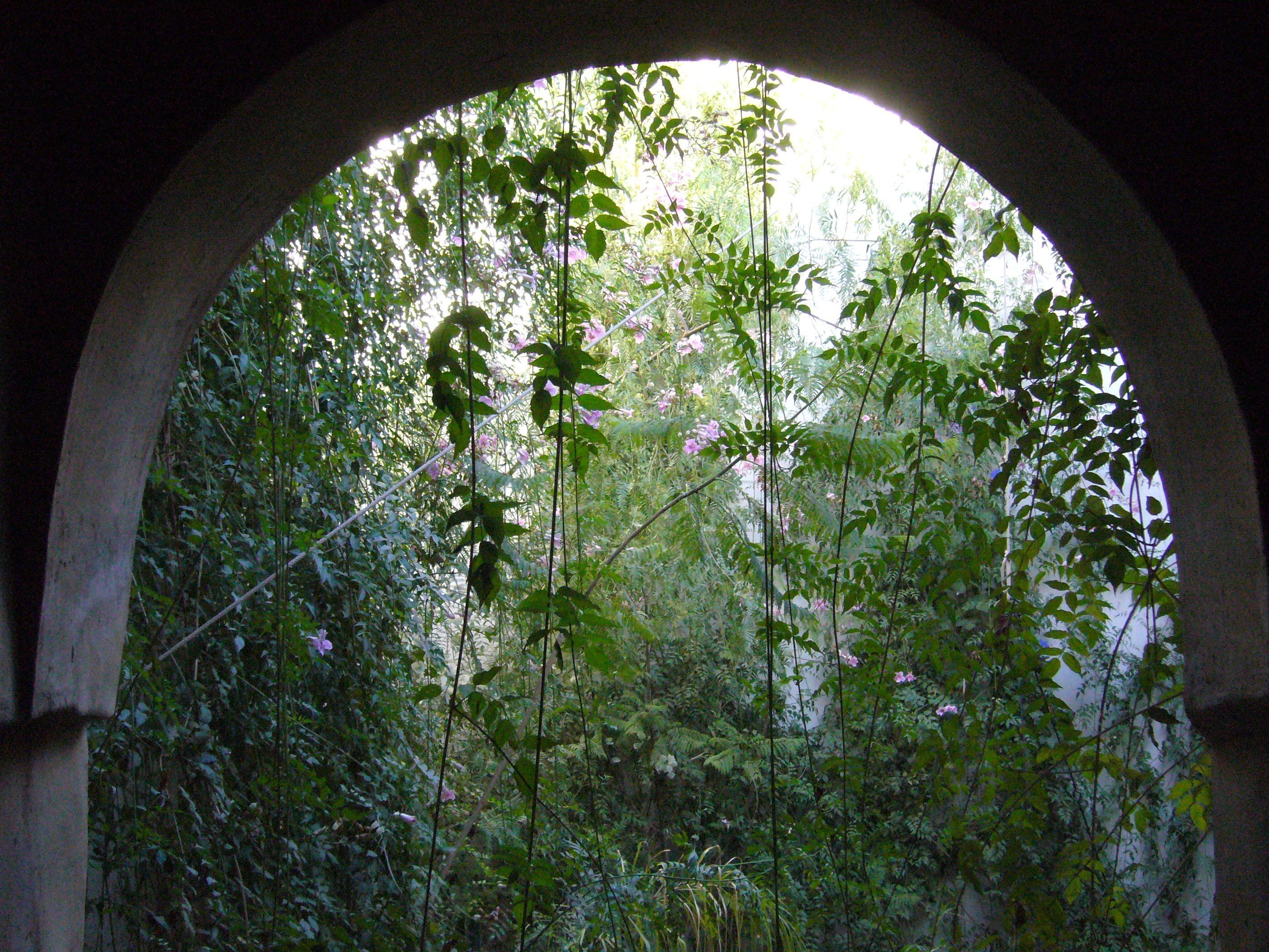 A view through an arched window of dense foliage and trees.