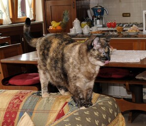 Pet-friendly - Il Cottage Bed & BreakFast (Massa Lubrense)