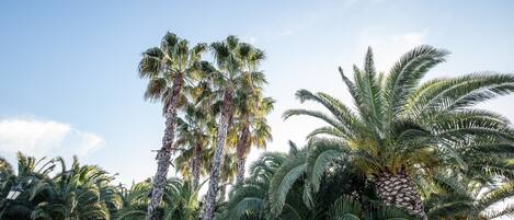 Tall palm trees with dense foliage against a clear sky.