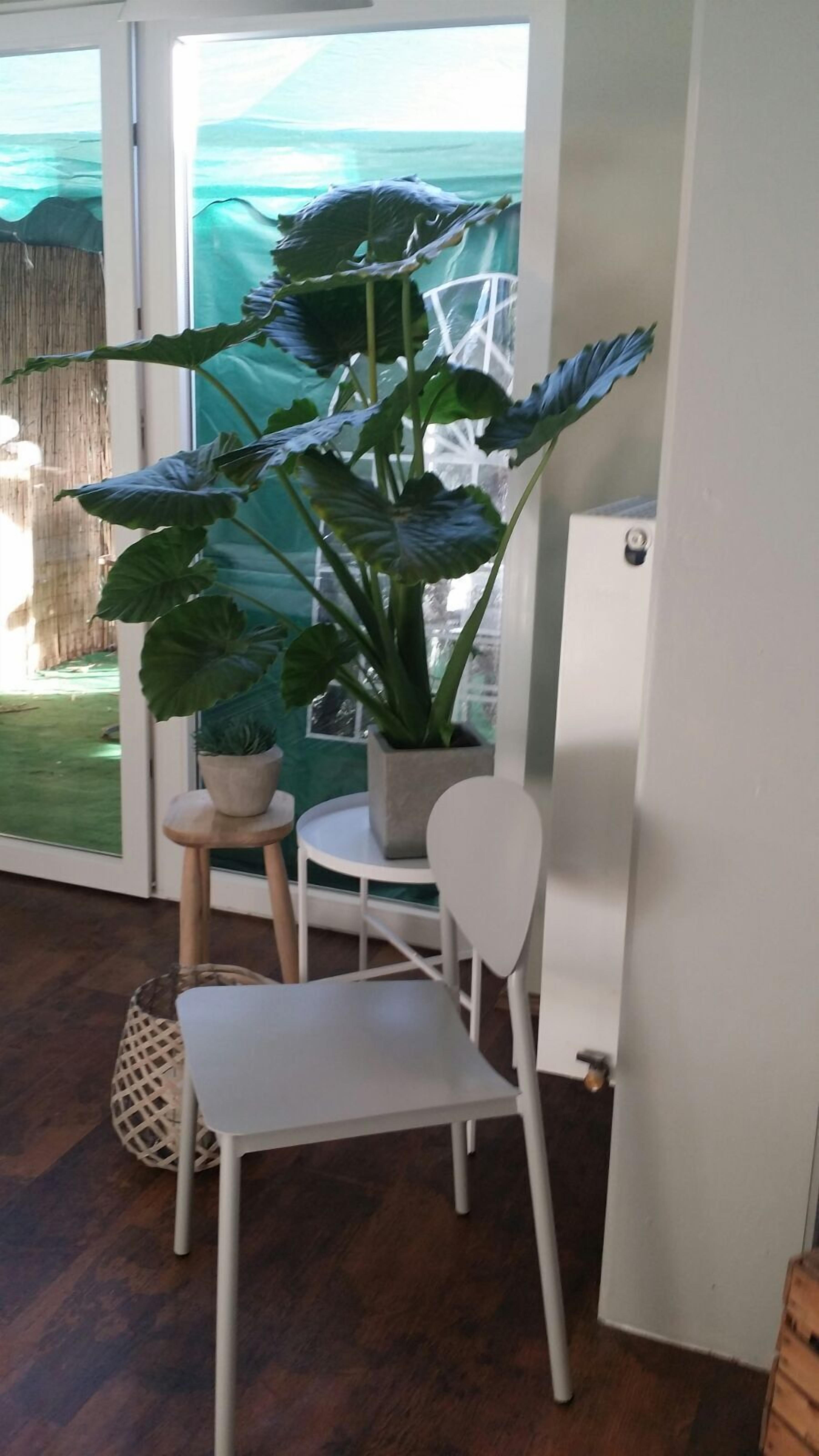 A room with a large potted plant, a white chair, and a small table.