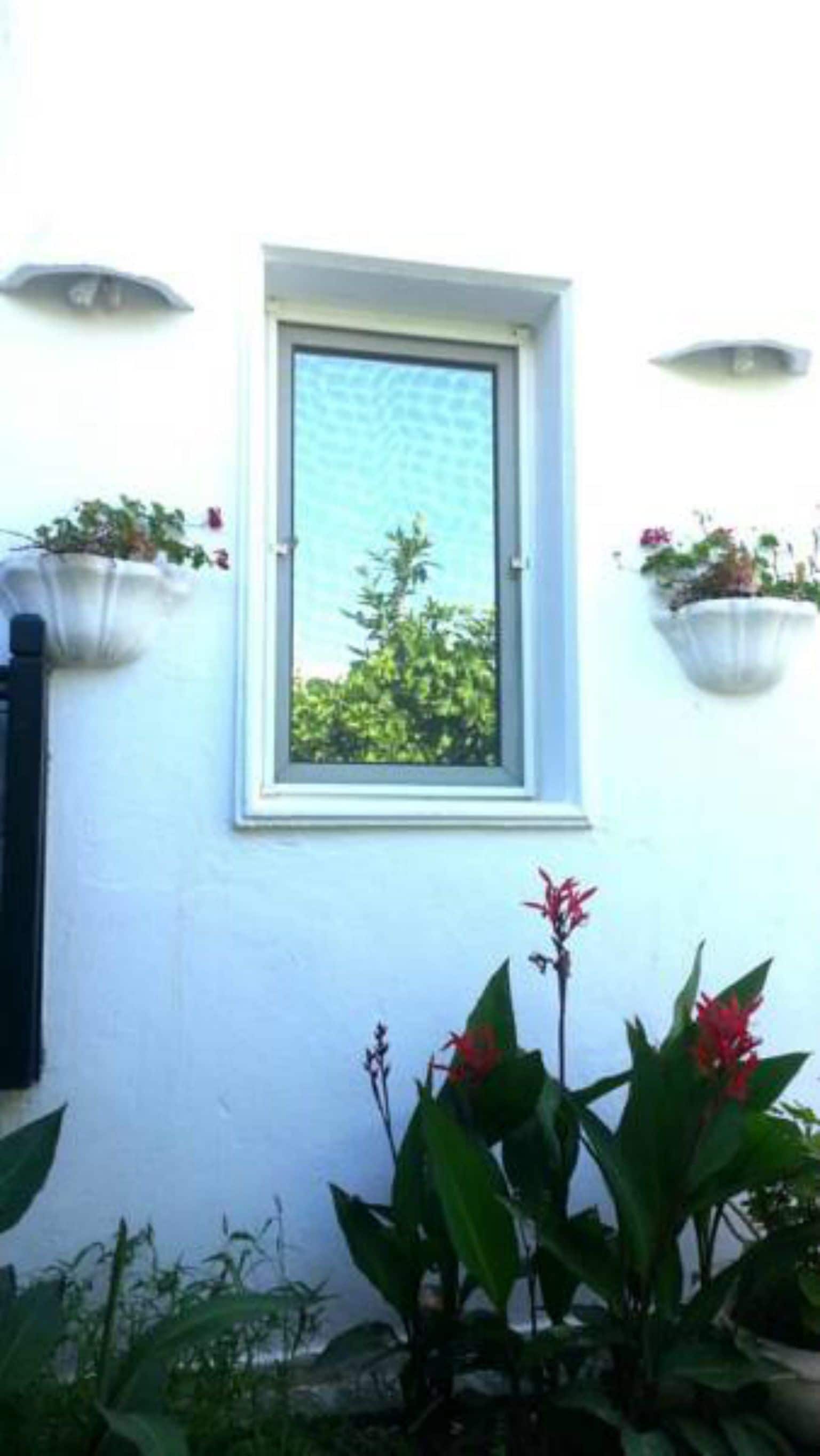 A window with a view of greenery, a white wall, and two hanging planters with plants.