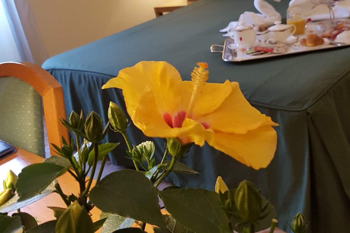 frette italian sheets, hypo-allergenic bedding, select comfort beds