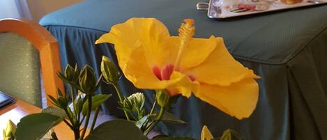 Frette Italian sheets, hypo-allergenic bedding, Select Comfort beds