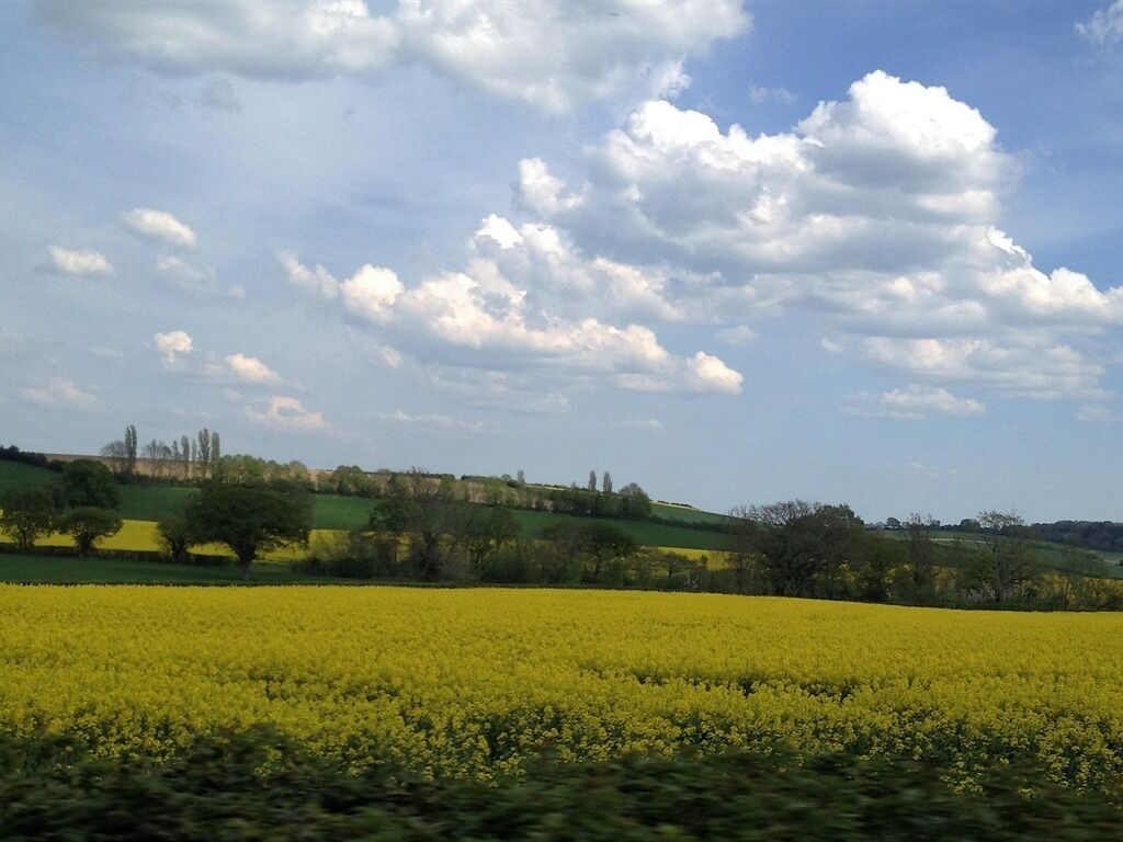 A rural landscape with a field of yellow flowers and rolling hills under a partly cloudy sky.