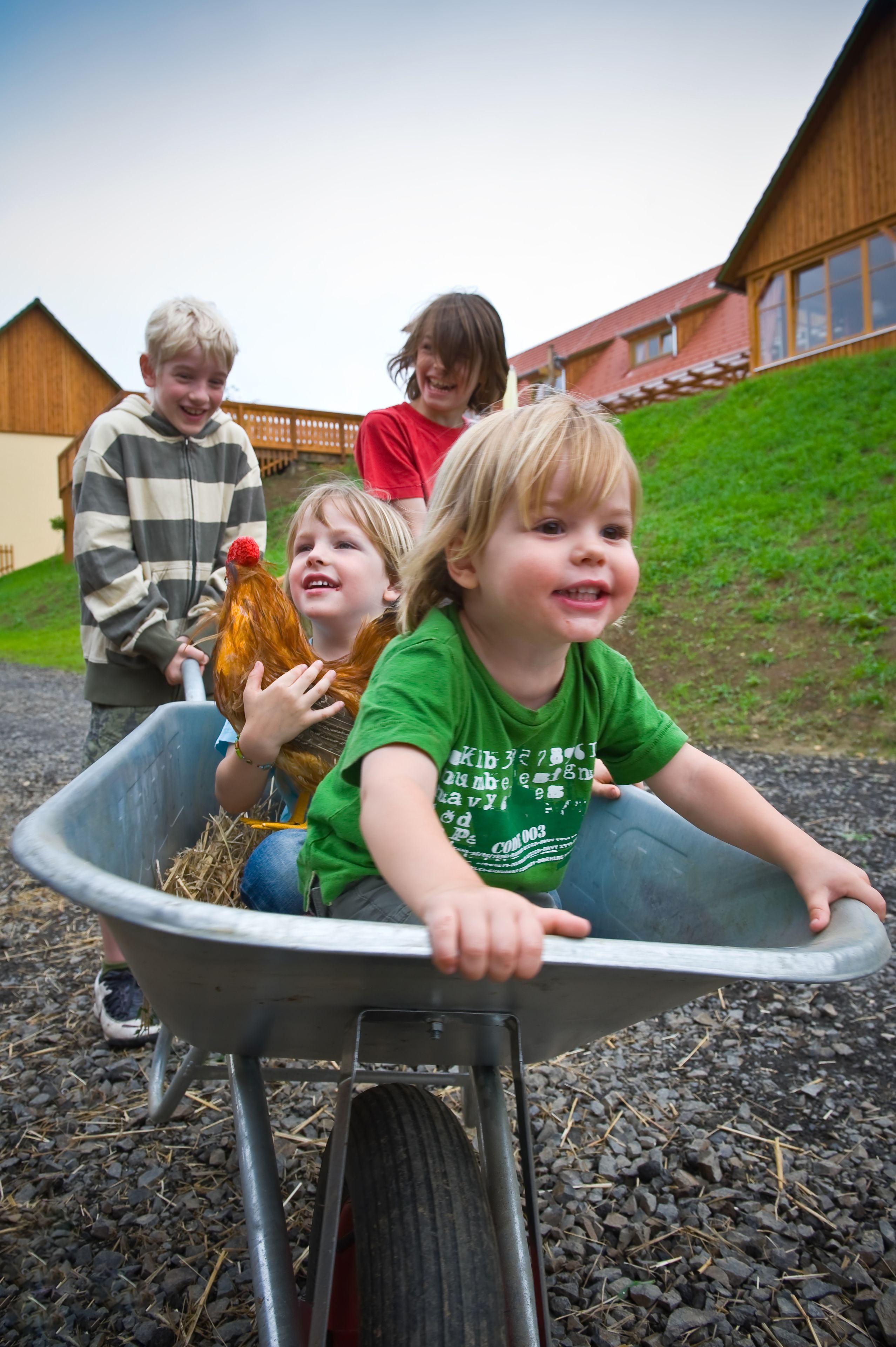 A child in a wheelbarrow with a chicken, a wooden building in the background, and a grassy area.