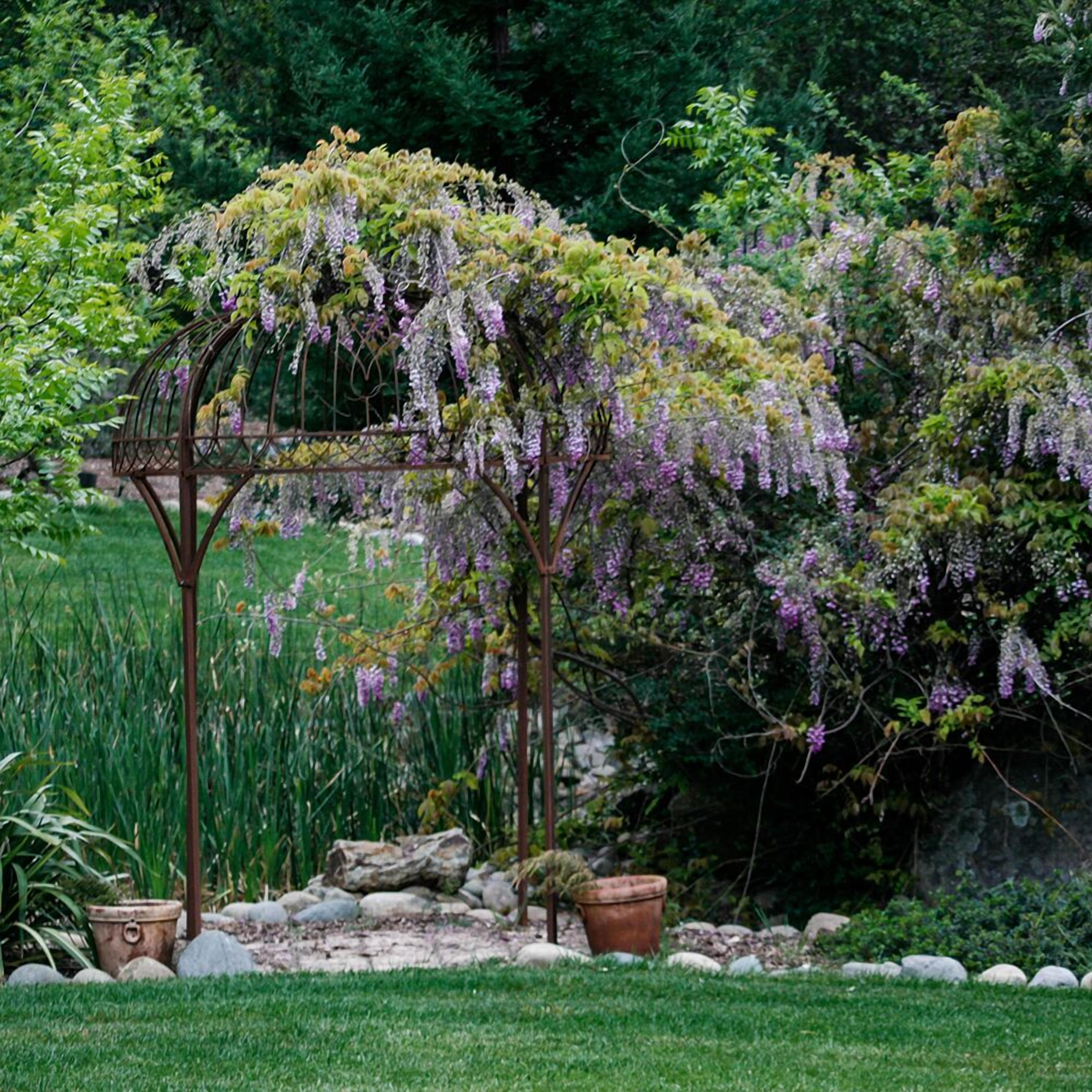 A garden with a pergola covered in purple flowers, surrounded by rocks and potted plants.