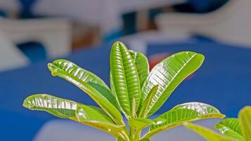 A plant with green leaves in the foreground, with a blurred background of a pool area and lounge chairs.
