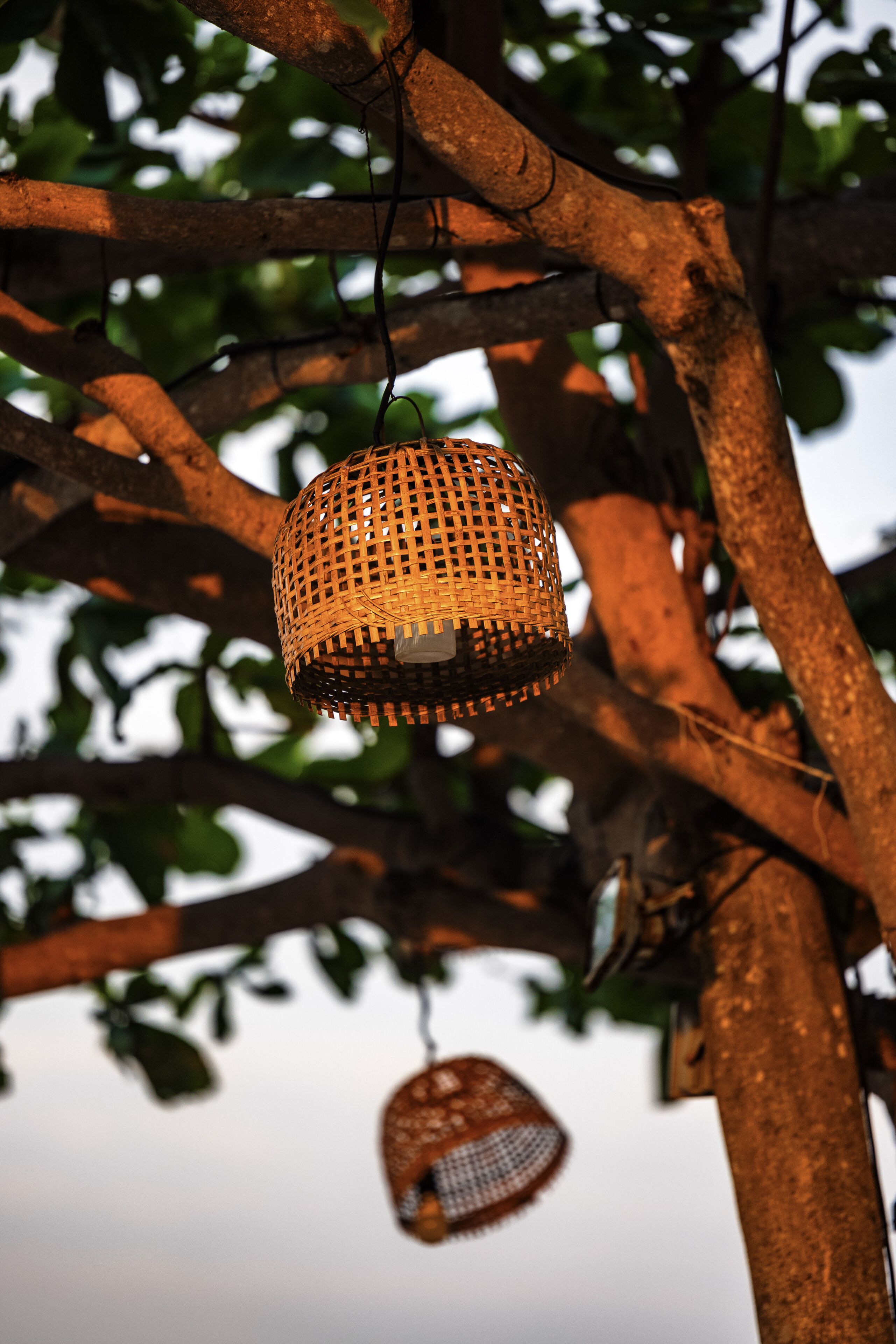 A wicker basket hanging from a tree branch.