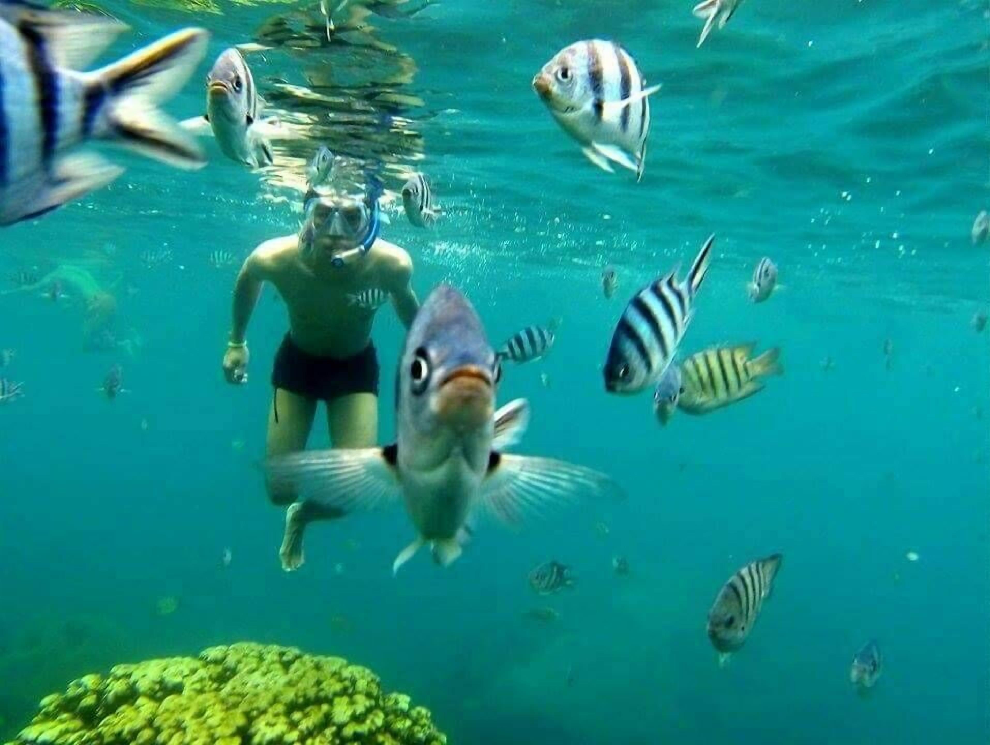 Foto - Pinnacle Koh Tao Resort