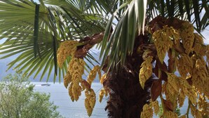 A palm tree with yellow flowers and a view of a body of water in the background. - Villa Edera (Malcesine)