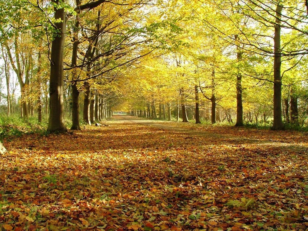 A tree-lined pathway covered with fallen leaves.