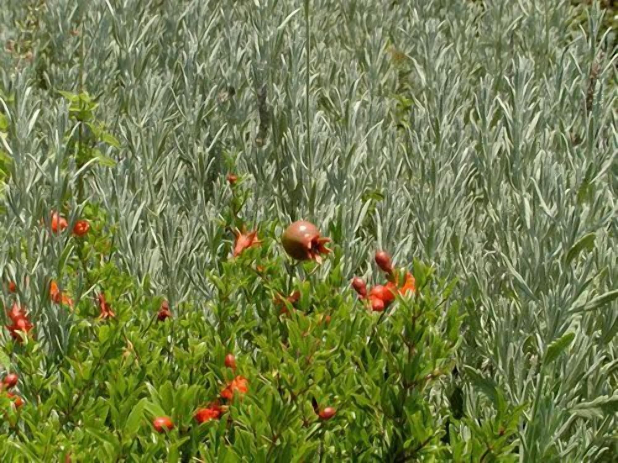 Un campo di piante alte e strette con gemme rosse, che suggerisce un ambiente naturale e all'aperto.