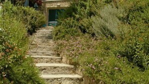 A stone staircase leading up to a building with a green door, surrounded by lush greenery.
