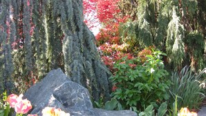 A garden with a large rock, flowering plants, and trees. - Acorn Motor Inn (Oak Harbor)