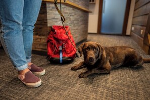 Un chien est allongé sur un tapis, près d’une personne qui porte un jean bleu et des chaussures marron.