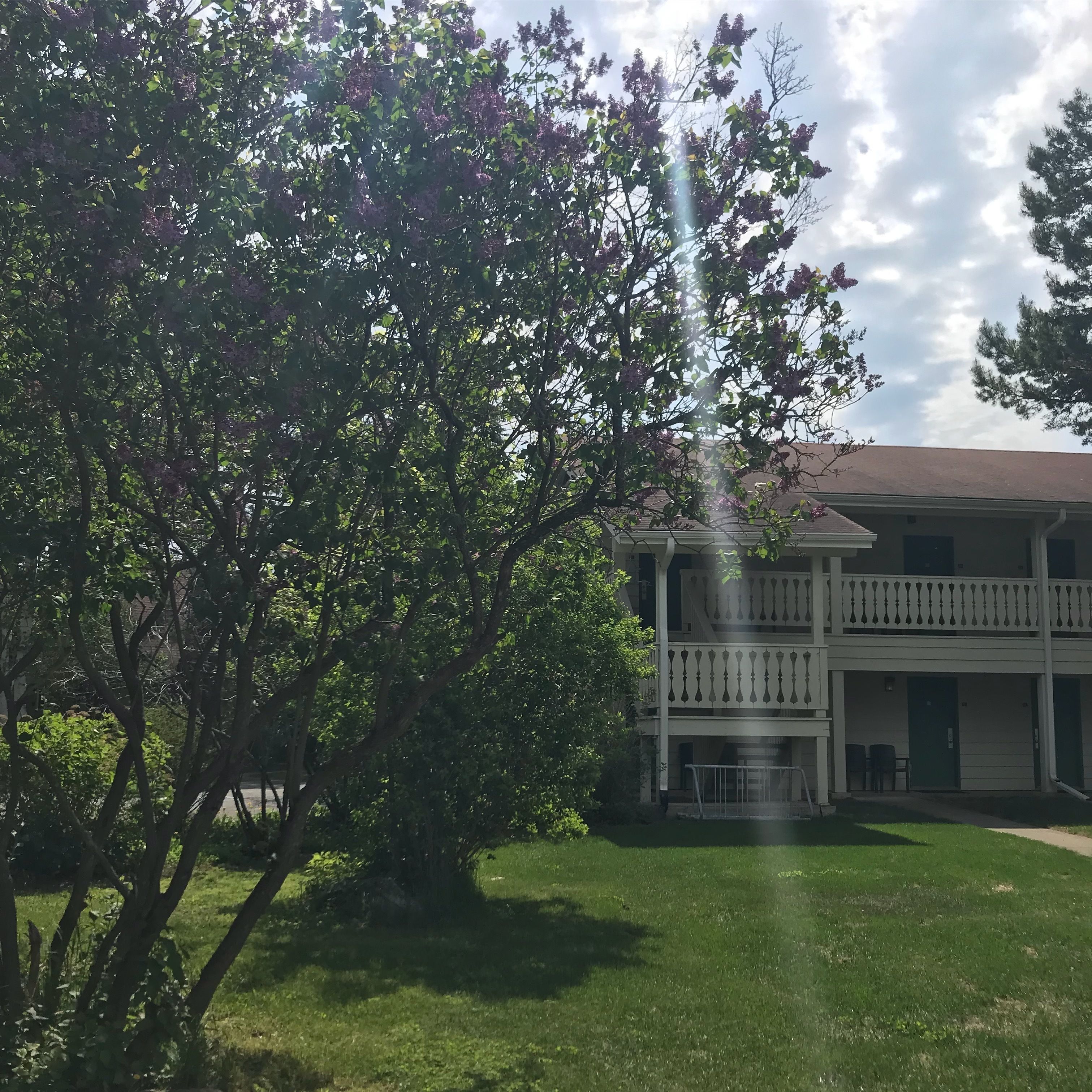 A building with a two-story balcony, a lawn, and trees with purple flowers.