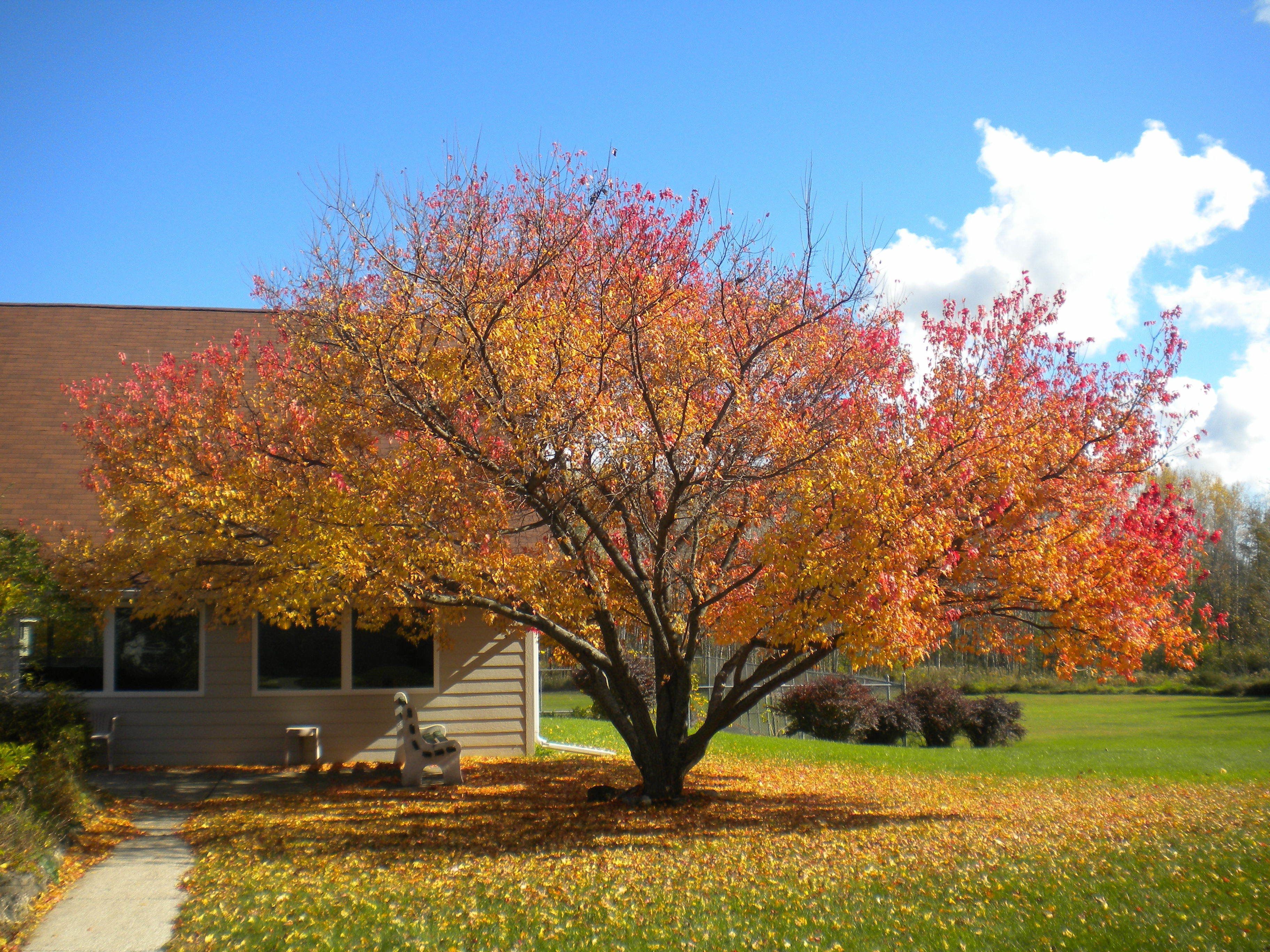 A tree with autumn leaves in front of a building.