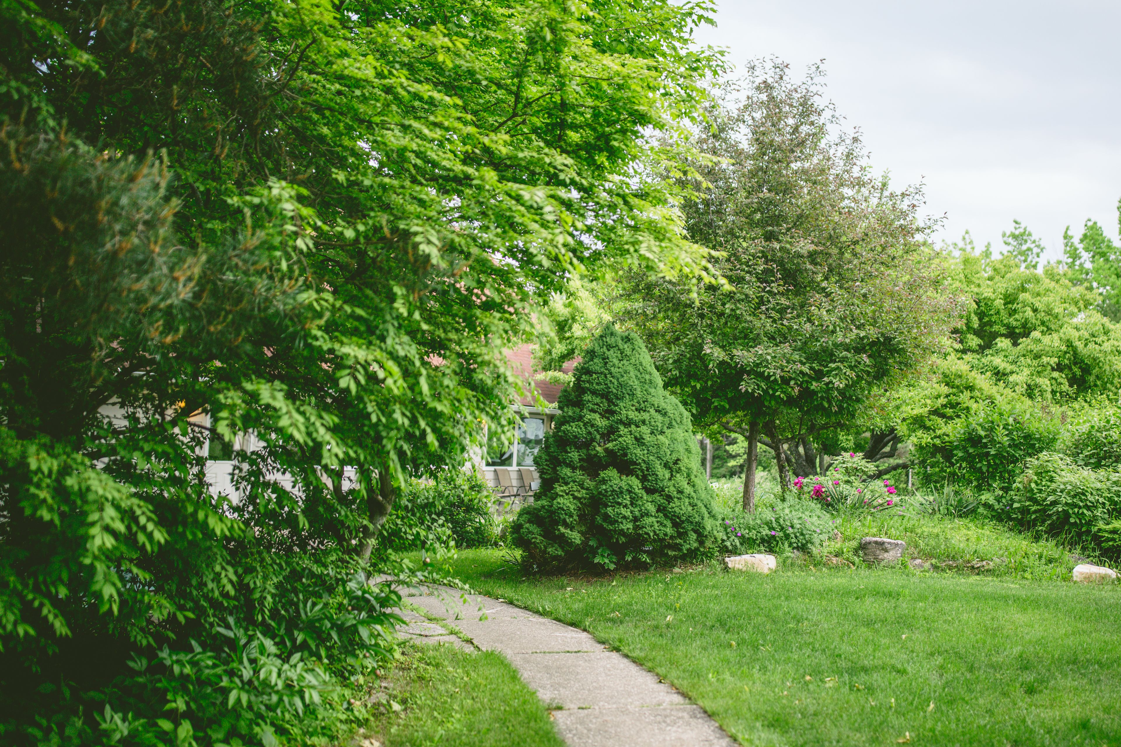 A pathway through a lush garden with various trees and shrubs.