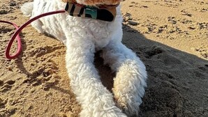 A dog lying on a sandy beach with a clear blue sky and calm sea in the background. - The Sheldon B&B (Eastbourne)
