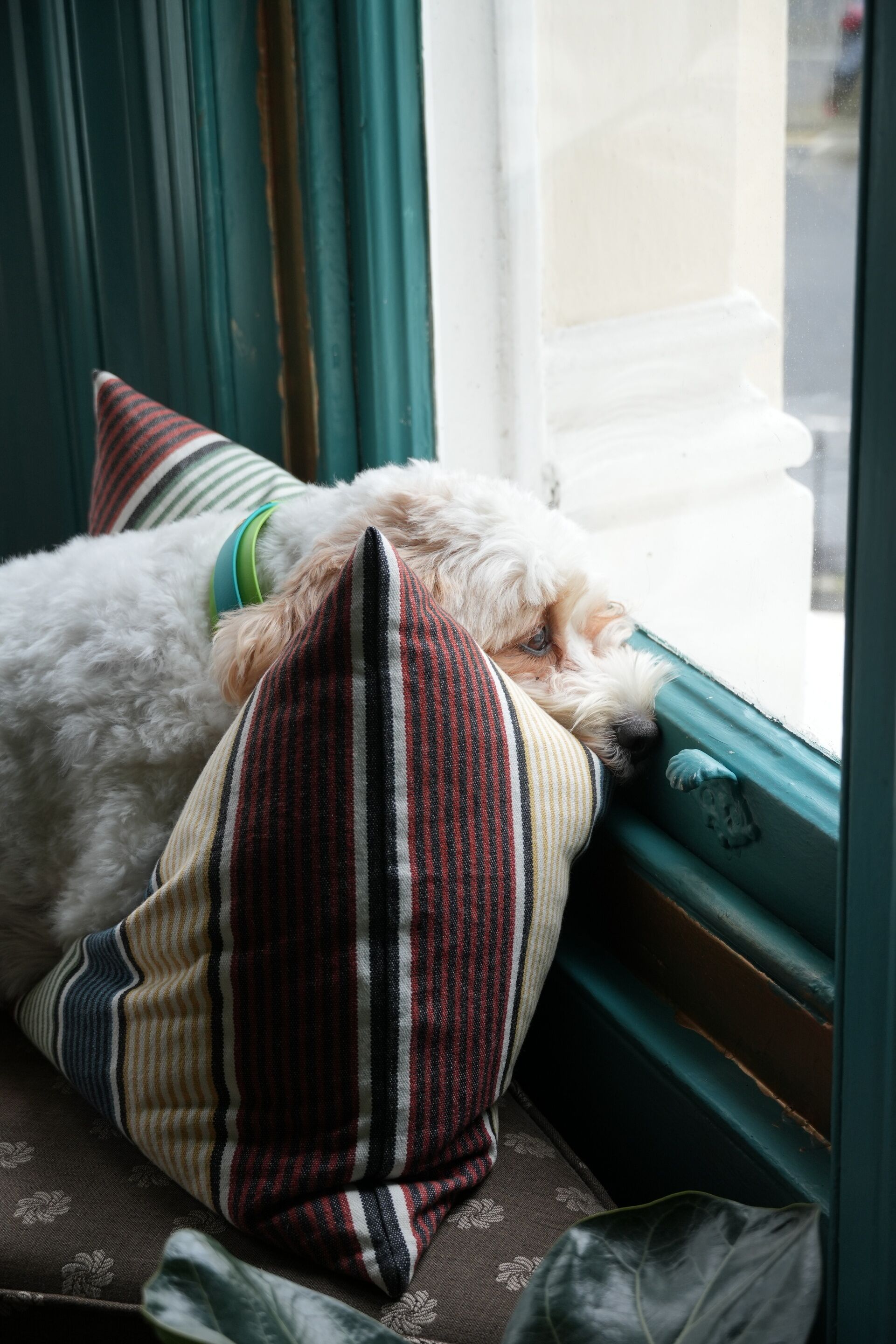 Un chien se reposant sur un rebord de fenêtre, avec un coussin à rayures.