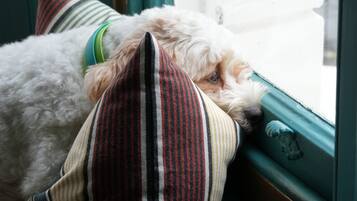 Un chien se reposant sur un rebord de fenêtre, avec un coussin à rayures.